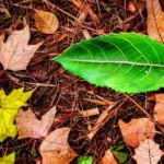 ¿Dónde se tiran las hojas de los árboles? La verdad oculta