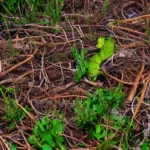Dónde se tiran las plantas muertas: el error común que cometen